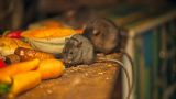Украинские окопы кишат мышами, которые вырубают «Старлинк»