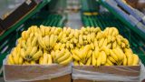 Эквадор ощутил российский удар по бананам: экспорт зафиксировал спад