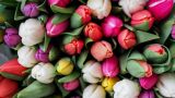 В Подмосковье похитили целый КамАЗ тюльпанов