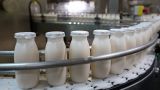 Производство молока растет, но выпуск сметаны в России «тотально» зависит от импорта
