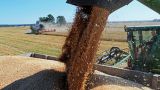 В ДНР ожидают рекордный урожай — страна будет полностью обеспечена зерном