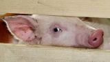 Россельхознадзор подтвердил вспышку африканской чумы свиней в Южной Осетии