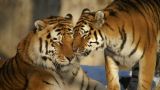 В Китае увеличилась популяция амурских тигров
