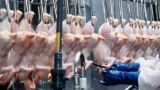 Украинская курятина разорила европейских фермеров: Франция подала сигнал бедствия