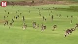 В Австралии сотни кенгуру ворвались на территорию гольф-клуба — видео
