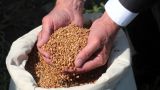 Казахстан продлит запрет на ввоз пшеницы на свою территорию