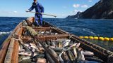Япония не получит ценную рыбу Курильских островов: договоренности с Москвой так и нет