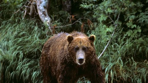Американцы прилетели убивать русских медведей — их арестовали на Камчатке