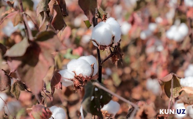 «Загруз» по полной программе: Узбекистан будет покупать хлопок у США