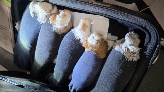 Голубиные носки: Латвия пыталась сыграть с Россией в «Бриллиантовую руку»