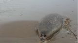Тюлени в Дагестане гибнут не из-за браконьеров и болезней
