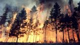 Площадь лесных пожаров в Забайкалье достигла 33 тыс. гектаров