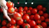 Ограничения на поставку в Россию турецких томатов сняты