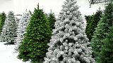 Новости с новогоднего рынка — россияне закупают елки в онлайн-магазинах