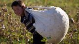 В Узбекистане запретили принудительный и детский труд при сборе хлопка
