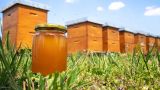 Китайские туристы в разы нарастили вывоз мёда с Дальнего Востока