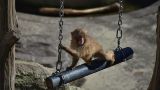 Мариупольский зоопарк продолжает жить и пополняться новыми питомцами