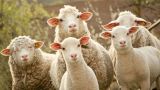 Литва приступит к вывозу на Украину овец и коз