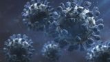 Ученые Шанхая нашли универсальное антитело, нейтрализующее «омикрон»