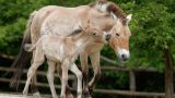 В Казахстане создали институт коневодства