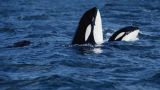 Ученые оценили состояние «ликующих» косаток, выпущенных из «китовой тюрьмы»