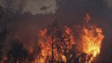 В Чили 46 человек погибли из-за лесных пожаров