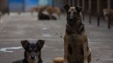 В Армении криминализировали жестокое обращение с животными