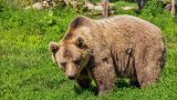 В Эстонии разрешили отстрелять 82 медведя — чересчур тревожат людей