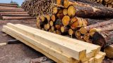 Деревообработка Белоруссии переориентируется на Россию и Китай. Пострадает Европа
