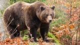 В Кузбассе медведь загрыз охотника