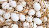 Россия попала в Топ-5 государств с самыми дешевыми куриными яйцами