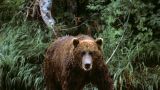 Американцы прилетели убивать русских медведей — их арестовали на Камчатке