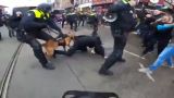 Это вам не постсоветские «майданы» — митинг в Голландии разогнан бойцовскими собаками