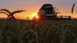 «Битва за урожай»: Москва стремится создать вместе с партнерами зерновую биржу БРИКС