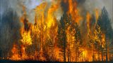 Площадь лесных пожаров в России увеличилась на 80%