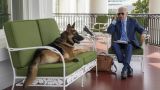 Собачья жизнь: пес Байдена не вынес атмосферу Белого дома