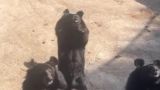 Черного медведя из Китая, танцующего «Цветочное рукопожатие», сочли ряженым