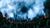 Площадь лесных пожаров в России за сутки выросла на треть