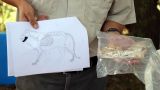 В Турции обнаружена 4 000-летняя львиная челюсть