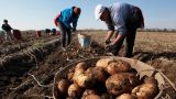 Аналитики рассказали, почему Россия закупает картофель при тысячах гектаров посадок