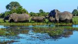 Scientists have solved the mystery of why more than 300 elephants died in Africa at the same time