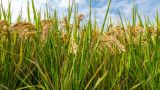 Пачками: техассцы сметают с полок рис после введенного Индией запрета на экспорт