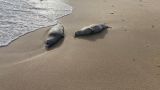В Дагестане погибли около 30 тюленей за две недели