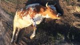 В Хмельницкой области Украины задержали тракториста, который изнасиловал корову